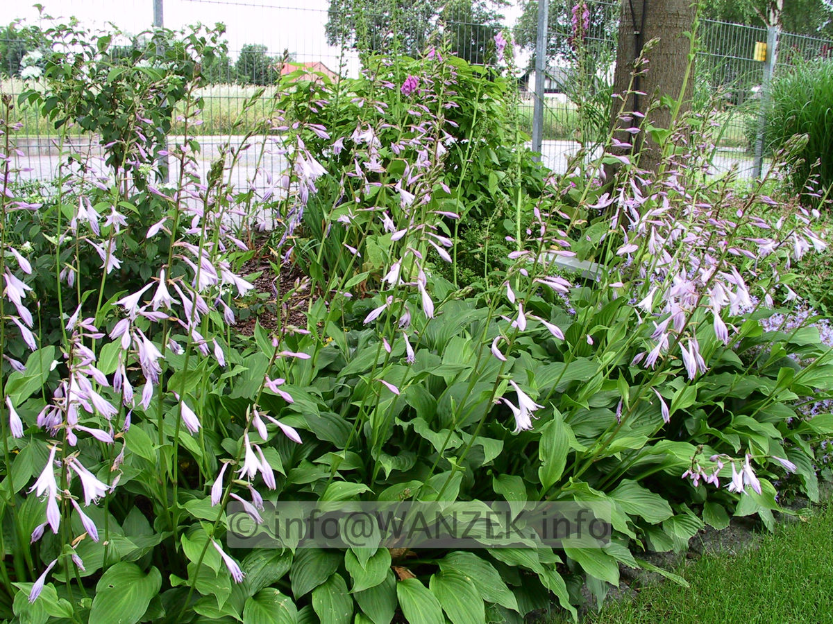 Hosta Hybride Unsere Gruene 01.jpg